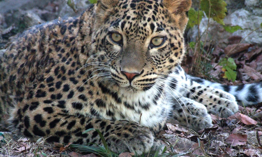 Leopards Return to the Russian Caucasus