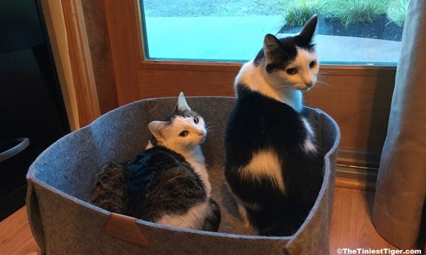 Annie and Eddie in the green felt bed