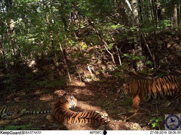 Amur tiger update 2016