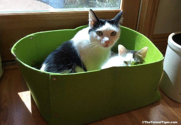 Eddie and Annie in the green felt bed