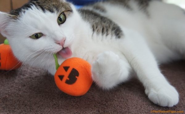 Annie with a little pumpkin