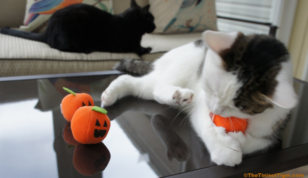 Annie with all three pumpkins