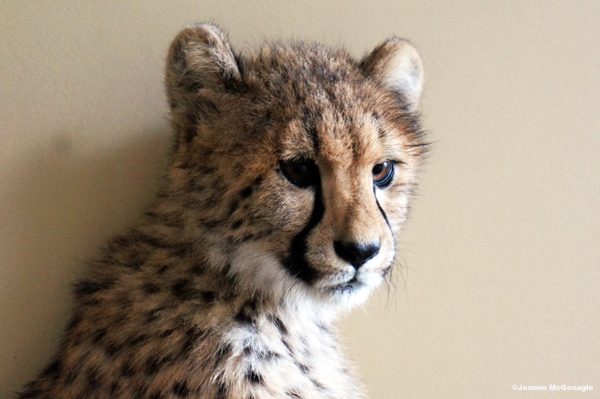 Cheetah cub Cinti zoo