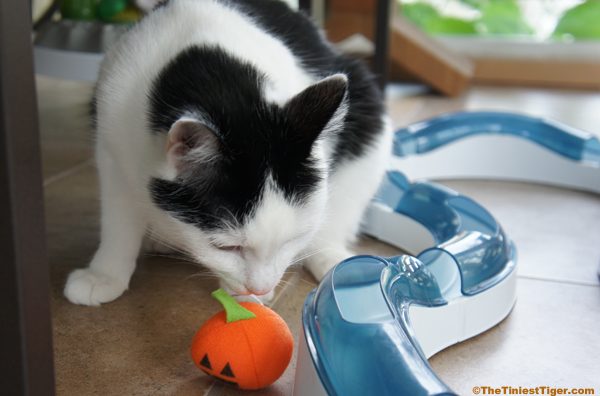 Eddie with little pumpkin