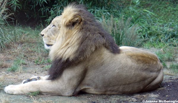 John African Lion at Cinti Zoo