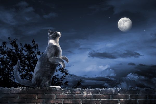 cat standing in the moonlight