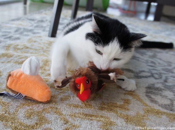 Cat With CatLadyBox Turkey and Pumpkin Pie toy