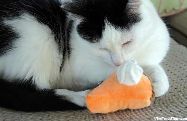Eddie with Pumpkin pie toy