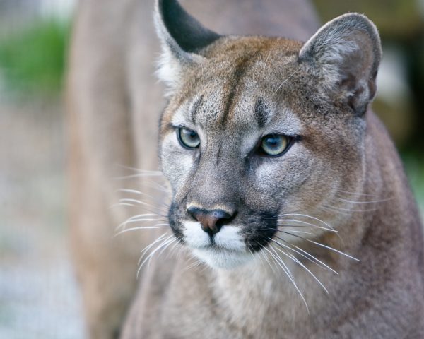 Oregon Cougars Need Your Help Now! - The Tiniest Tiger