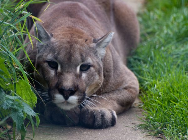 Mountain Lion Foundation Harlequeen