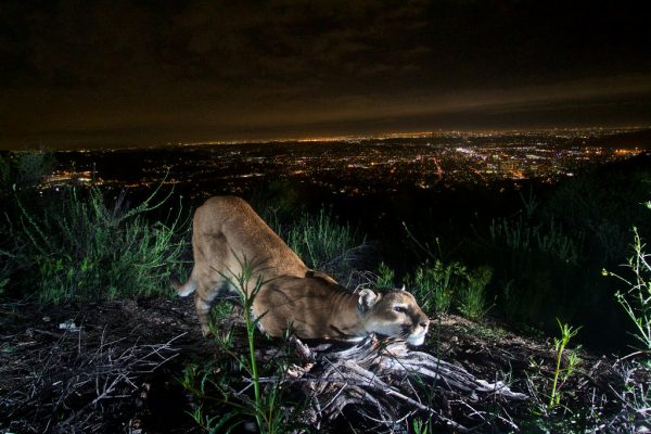 Santa Monica Mountain Lion