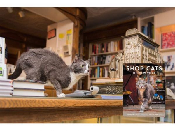 Shop Cats of New York