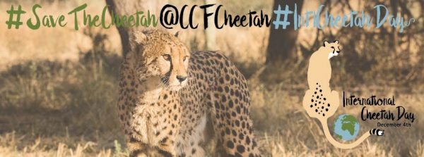 International cheetah day 2016