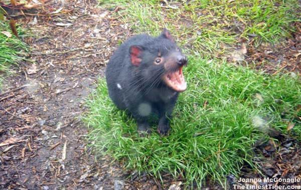 Tasmanian Devils are carnivores photo by Joanne McGoangle