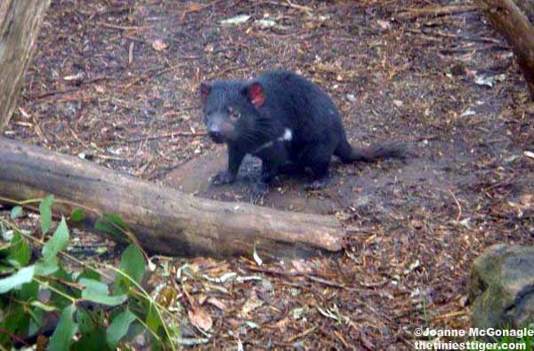 Devil Ark Mission to Save the Tasmanian Devil - The Tiniest Tiger