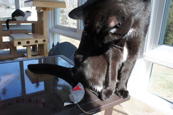 Mercy is presented with a Valentine mouse