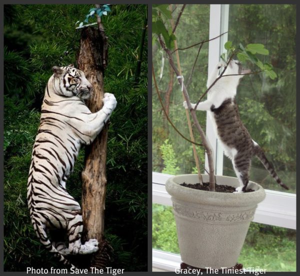 Gracey imitates tiger on tree