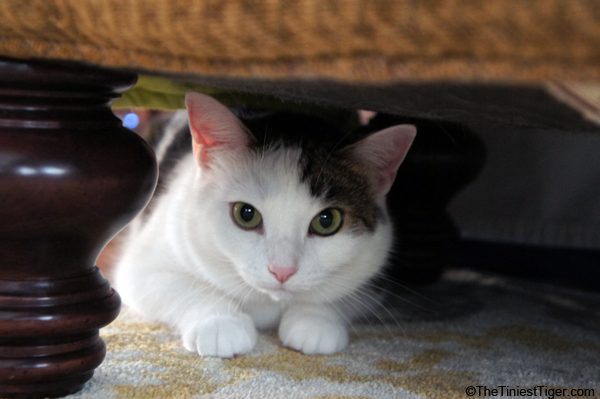 Annie hiding under ottoman