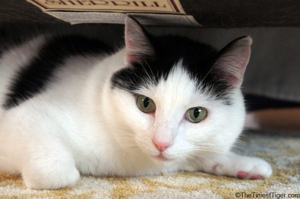 Eddie under the ottoman