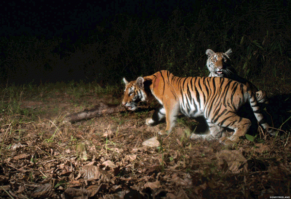 Subspecies of Tigers in the World - Taman Safari Bali