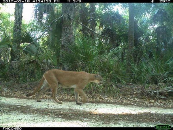 camera trap panther image