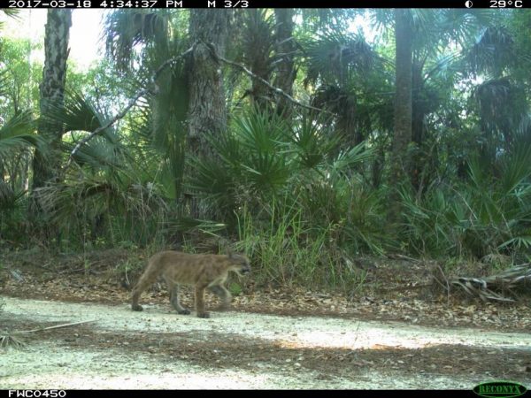 camera traps panther kittens