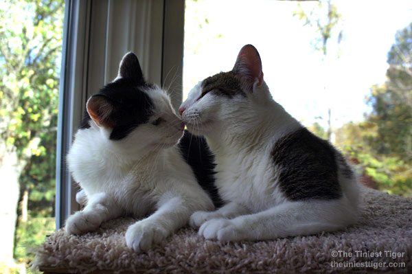 Annie and Eddie kissing