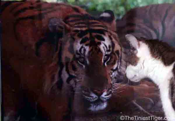 Hope For Tigers Live On   #InternationalTigerDay