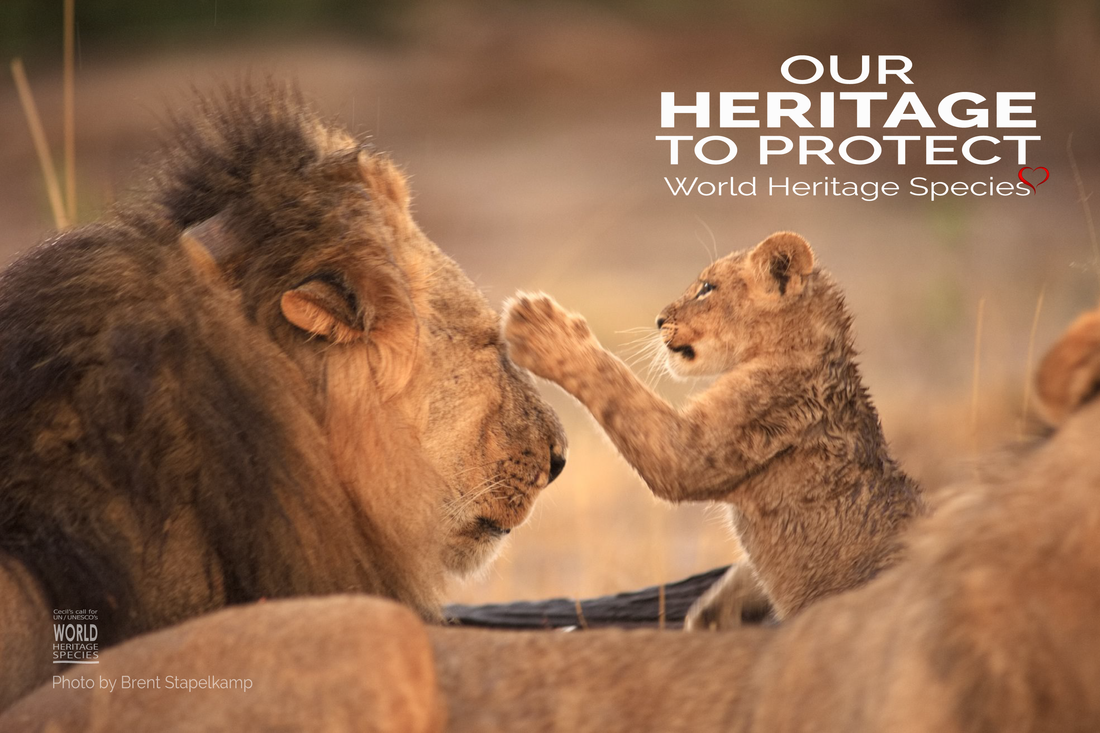 Sign To Save Lions in the Name of Cecil #WorldHeritageSpecies