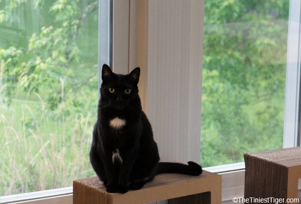 Mercy in Sunroom sitting handsome