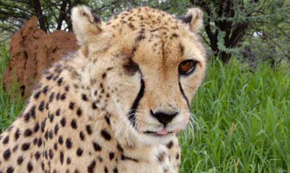 Farewell to Amani at  Cheetah Conservation Fund