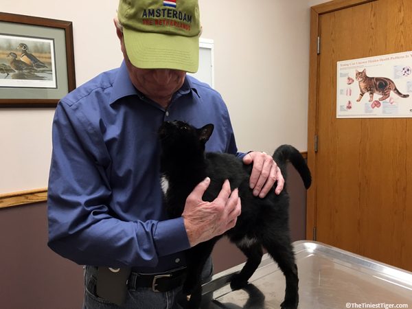 Mercy has a cat heart condition. 
 Purring at the Vet