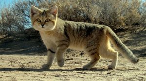 SandCat