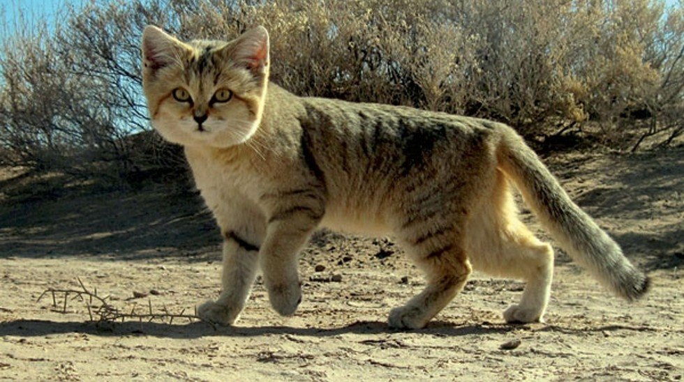 The Arabian Sand Cat Rediscovered