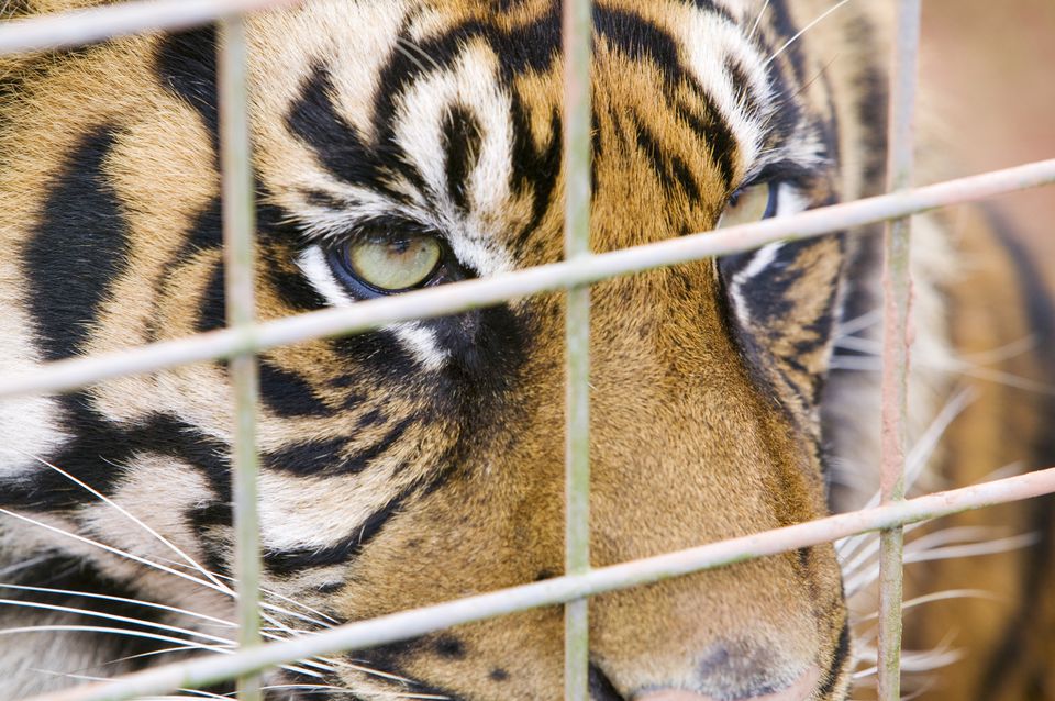 Ohio Steps Up As A Leader on Exotic Animal Laws