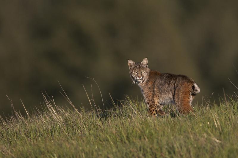 Supporting Bobcat Conservation