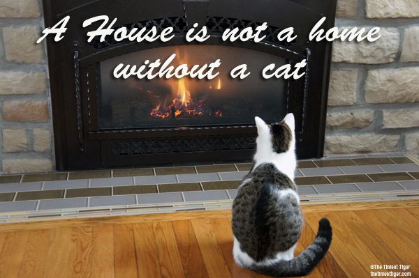 Annie Fireplace A house is not a home without a cat