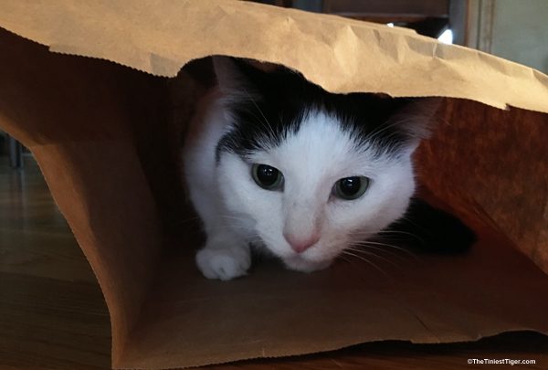 Eddie inside the bag