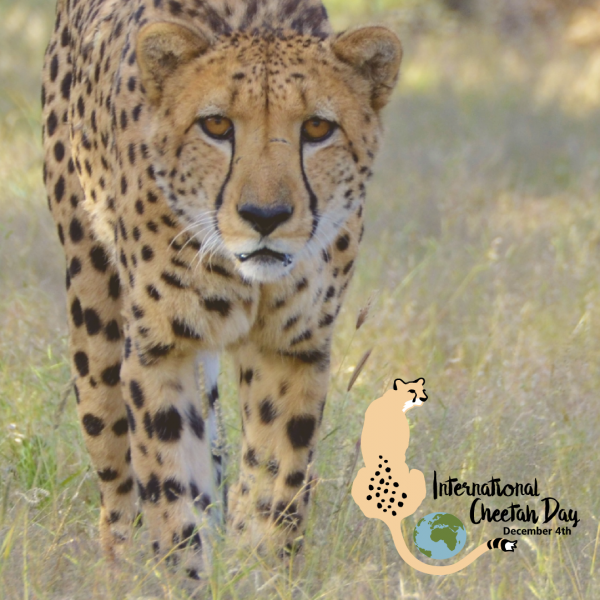 International Cheetah Day image
