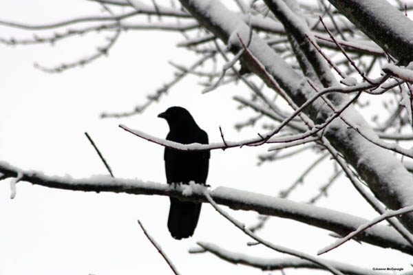 Crow in winter