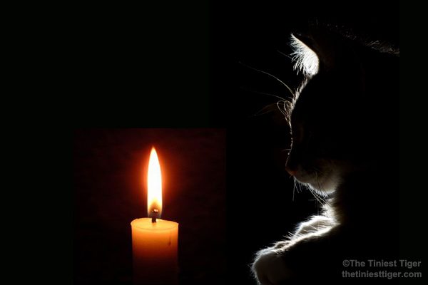 cat with candle