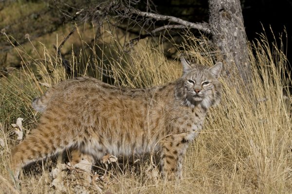 Bobcat photo by Wildatart