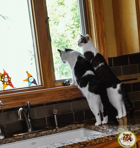 Annie and Eddie in the kitchen window