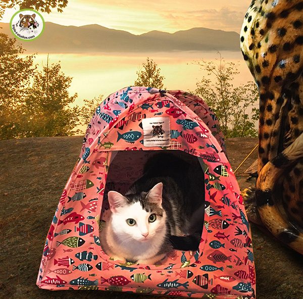 Annie "camping" in the Cat Tent