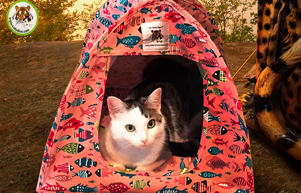 New Gone Fishin’ Cat Tent Giveaway