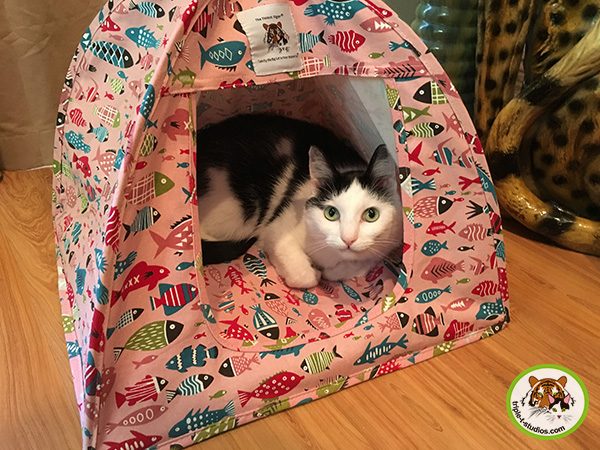 Eddie in cat tent. Do cats get lonely?