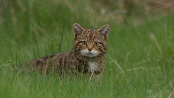 Scottish Wildcat