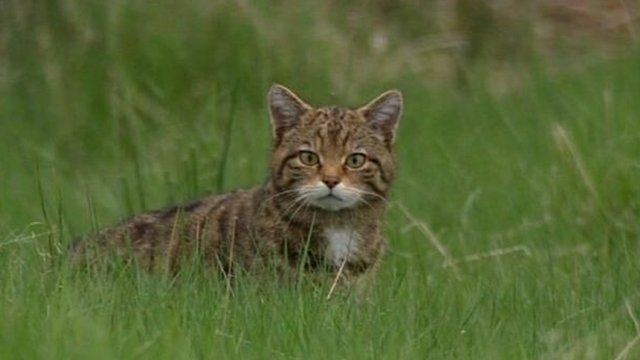 Smallest Wild Cats