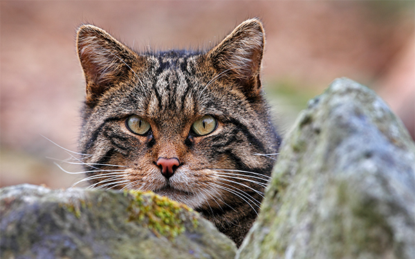 Scottish  Wildcats | New Hope for World’s Rarest Feline