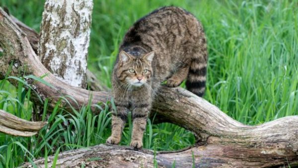 Scottish Wildcat